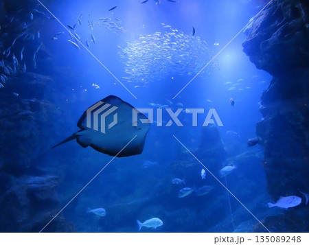 水族館の水槽を泳ぐマンタとイワシの群れ 135089248