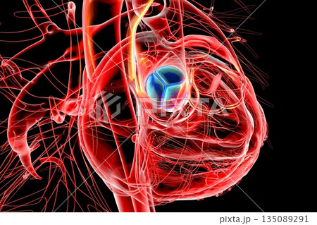 Heart with aortic valve highlighted in blue, 3D illustration. Heart with aortic valve highlighted in blue, 3D illustration. 135089291