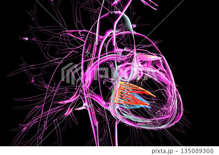 Mitral valve, 3D illustration 135089308