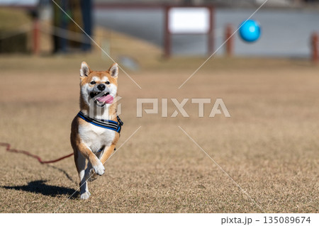 ボールを追いかける柴犬 135089674