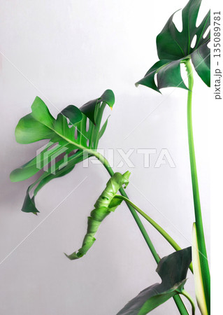 Monster flower. The flower has a new leaf. Close up vertical photo 135089781
