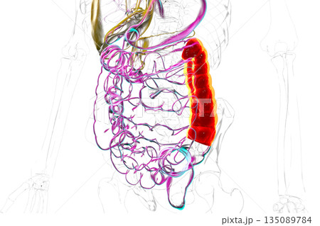 Human digestive system with highlighted descending colon, 3D illustration 135089784