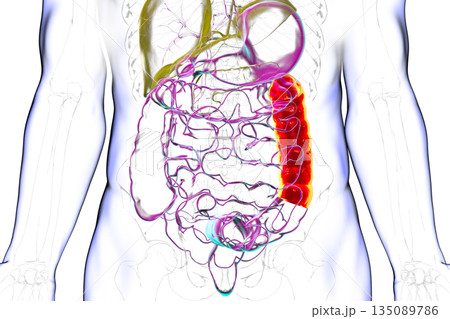 Human digestive system with highlighted descending colon, 3D illustration 135089786
