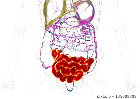 Ileum, 3D illustration 135089789