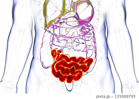Ileum, 3D illustration Ileum, 3D illustration 135089793