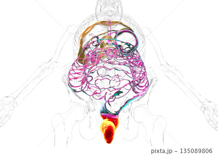 Rectum, 3D illustration Rectum, 3D illustration 135089806