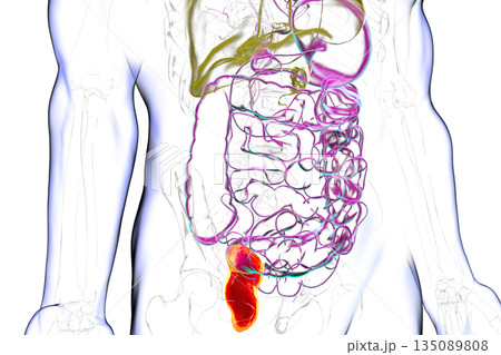 Rectum, 3D illustration Rectum, 3D illustration 135089808