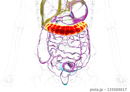 Transverse colon, 3D illustration Transverse colon, 3D illustration 135089817