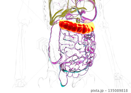 Transverse colon, 3D illustration Transverse colon, 3D illustration 135089818