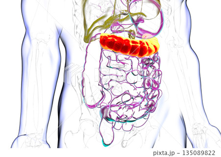 Transverse colon, 3D illustration Transverse colon, 3D illustration 135089822