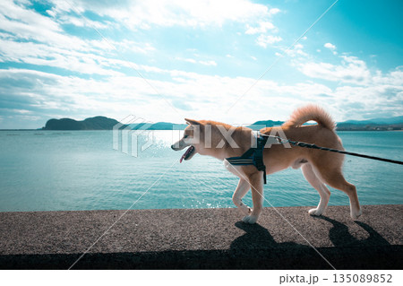 海辺を散歩する柴犬 135089852