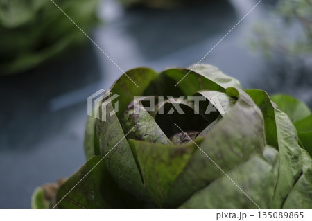 イタリア野菜のラディッキオ 135089865