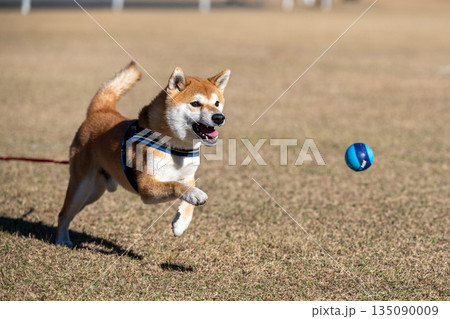 ボールを追いかける柴犬 ボールを追いかける柴犬 135090009