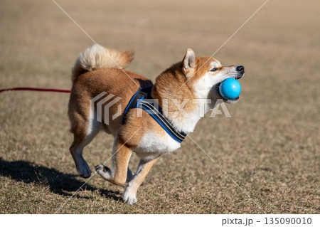 ボールに追いつく柴犬 ボールに追いつく柴犬 135090010