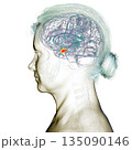 Brain arteries, 3D illustration 135090146