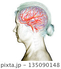 Brain arteries, 3D illustration 135090148