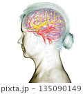 Arterial blood supply of the brain, 3D illustration 135090149