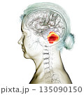 Human brain with highlighted cerebellum, 3D illustration 135090150