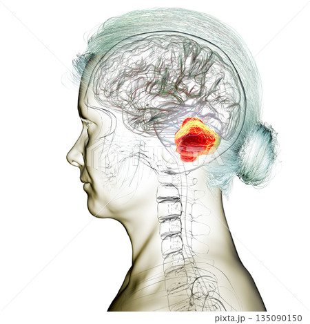 Human brain with highlighted cerebellum, 3D illustration 135090150