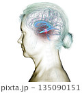 Cerebral aqueduct and ventricles, 3D illustration 135090151