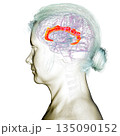 Human brain highlighting the cingulate gyrus, 3D illustration 135090152