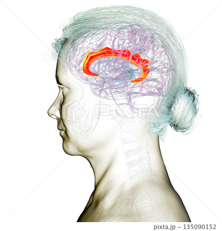 Human brain highlighting the cingulate gyrus, 3D illustration 135090152