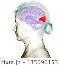 Human brain with highlighted cuneus gyrus, 3D illustration. A visual processing area in the occipital lobe involved in attention, vision, and spatial orientation. 135090153