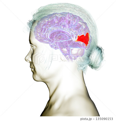 Human brain with highlighted cuneus gyrus, 3D illustration. A visual processing area in the occipital lobe involved in attention, vision, and spatial orientation. 135090153