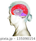 Human brain with highlighted falx cerebri and tentorium cerebelli, major dural folds separating brain hemispheres and cerebellum for structural support and protection, 3D illustration. 135090154