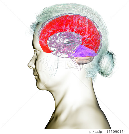 Human brain with highlighted falx cerebri and tentorium cerebelli, major dural folds separating brain hemispheres and cerebellum for structural support and protection, 3D illustration. 135090154
