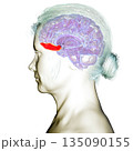 Gyrus rectus of human brain, 3D illustration 135090155