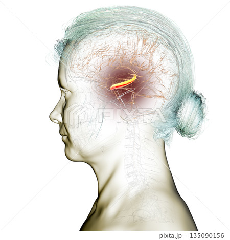 Human brain with highlighted hippocampus, a key structure involved in memory, learning, and emotional regulation, 3D illustration 135090156