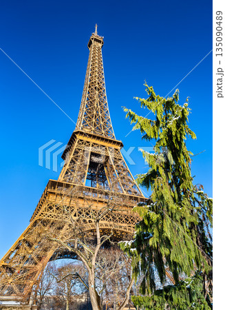 Eiffel Tower stands in Paris, France. Winter scene features a snow-covered pine tree and the iron monument under a clear blue sky Eiffel Tower stands in Paris, France. Winter scene features a snow-covered pine tree and the iron monument under a clear blue sky 135090489