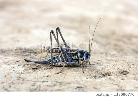 Close-up of a large grey katydid, also known as bush cricket Close-up of a large grey katydid, also known as bush cricket 135090770