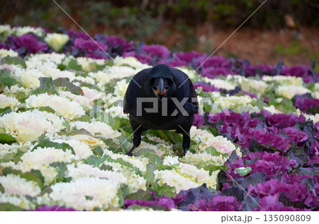 葉牡丹が植えられた花壇にやってきたカラス 135090809