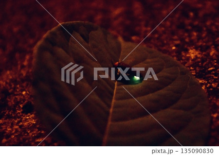 川岸の木の葉にとまって光る蛍 135090830