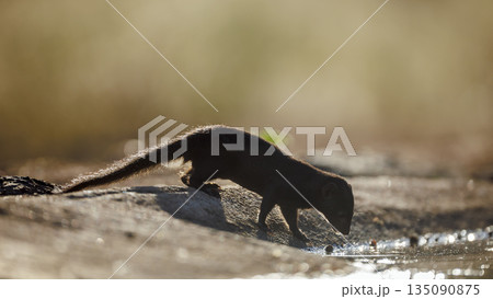 Slender mongoose in Greater Kruger National park, South Africa 135090875