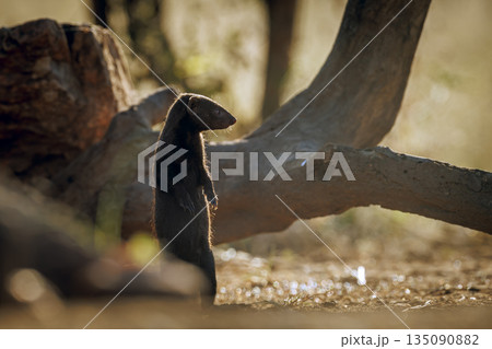 Slender mongoose in Greater Kruger National park, South Africa 135090882