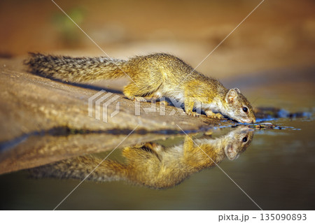 Smith bush squirrel in Greater Kruger National park, South Africa 135090893