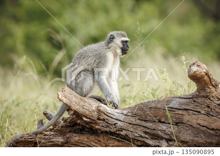 Vervet monkey in Greater Kruger National park, South Africa 135090895