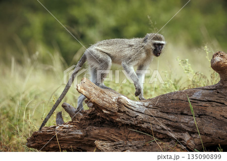 Vervet monkey in Greater Kruger National park, South Africa 135090899