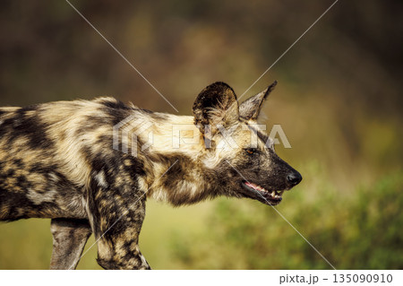 African wild dog in Greater Kruger National park, South Africa 135090910
