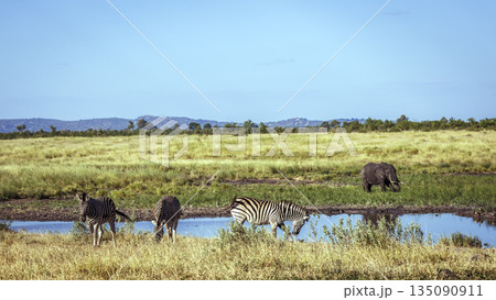 Plains zebra and african bush elephant in Kruger National park, South Africa 135090911