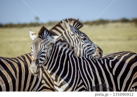 Plains zebra in Kruger National park, South Africa Plains zebra in Kruger National park, South Africa 135090912