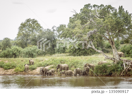 African bush elephant in Greater Kruger National park, South Africa 135090917