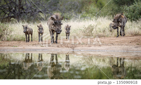 Common warthog in greater Kruger National park, South Africa Common warthog in greater Kruger National park, South Africa 135090918