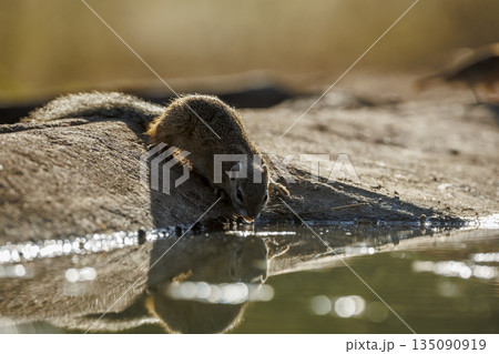 Smith bush squirrel in Greater Kruger National park, South Africa 135090919