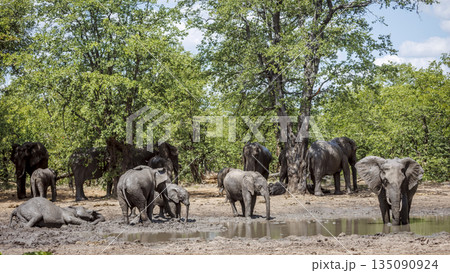 African bush elephant in Greater Kruger National park, South Africa 135090924