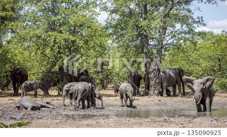 African bush elephant in Greater Kruger National park, South Africa 135090925