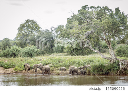 African bush elephant in Greater Kruger National park, South Africa 135090926